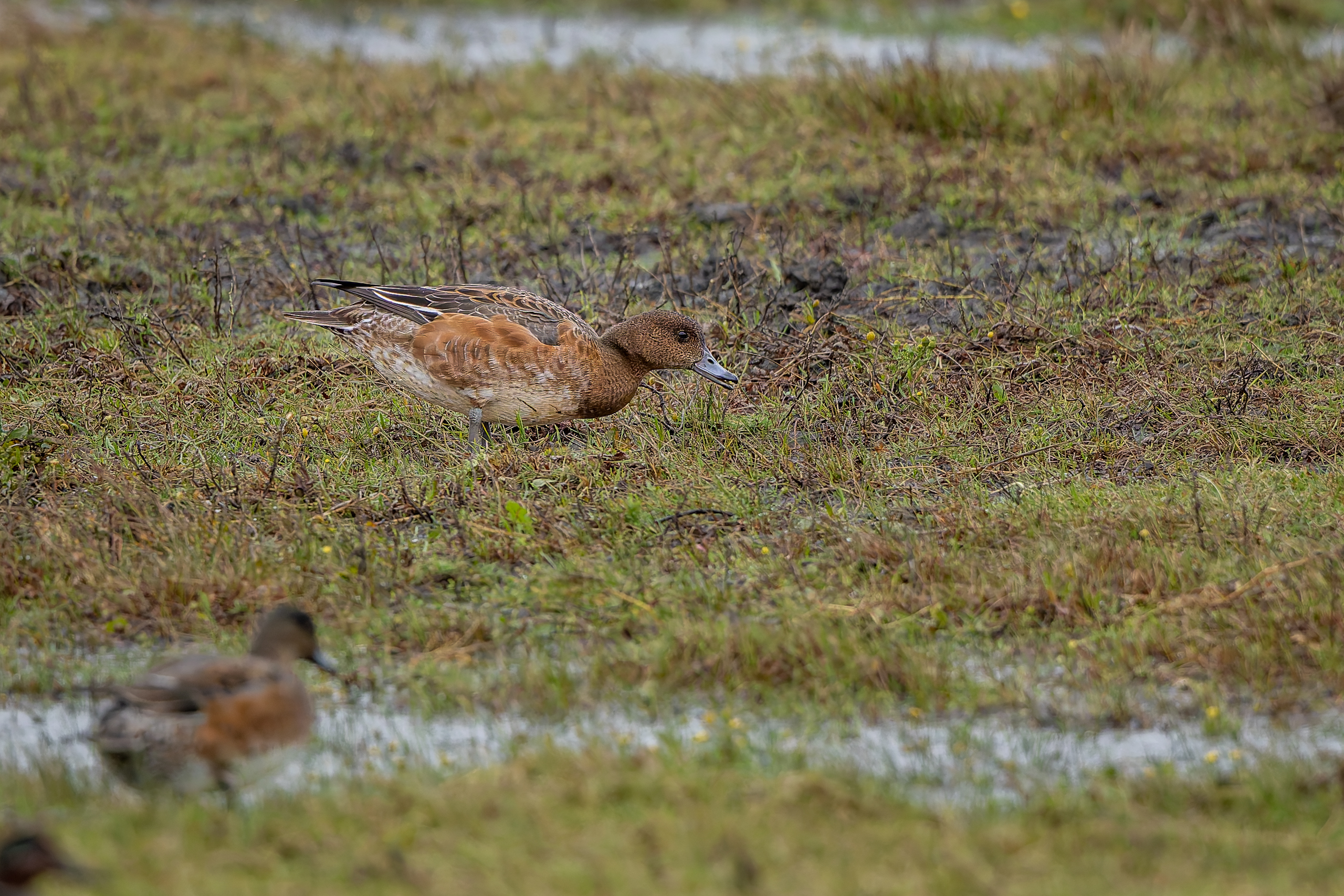 R5II9389-DxO_DeepPRIME XD2s Die Pfeifente (Mareca penelope) – Vogelfoto von Stefan Berghoff