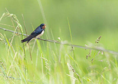 Die Rauchschwalbe – Vogelfoto von Stefan Berghoff, Bild 15