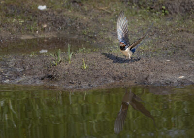 Die Rauchschwalbe – Vogelfoto von Stefan Berghoff, Bild 14