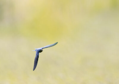 Die Rauchschwalbe – Vogelfoto von Stefan Berghoff, Bild 13
