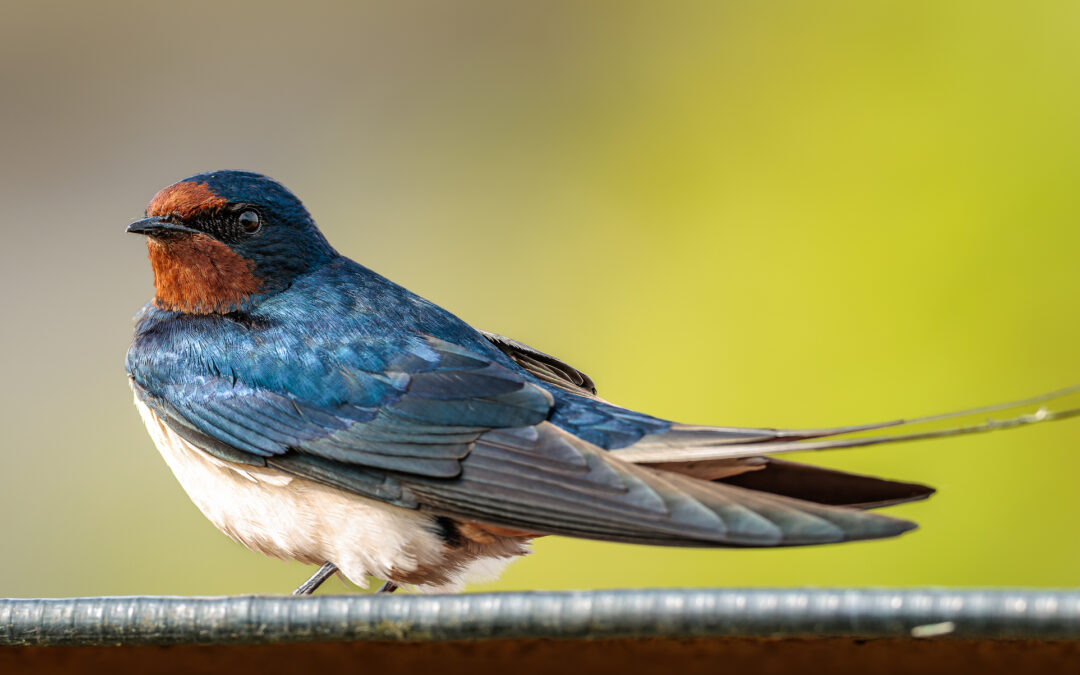 Die Rauchschwalbe (Hirundo rustica) – Vogelfoto von Stefan Berghoff