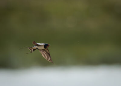 Die Rauchschwalbe – Vogelfoto von Stefan Berghoff, Bild 12