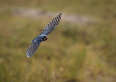 Die Rauchschwalbe – Vogelfoto von Stefan Berghoff, Bild 11