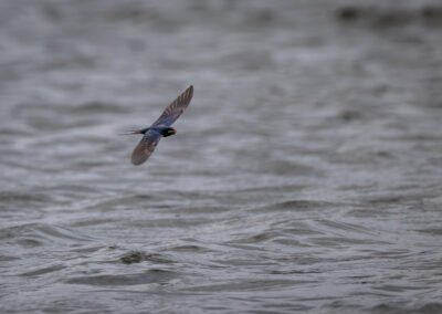 Die Rauchschwalbe – Vogelfoto von Stefan Berghoff, Bild 10