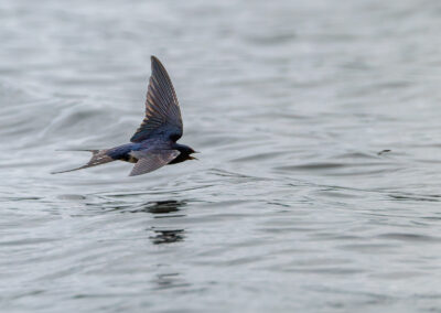 Die Rauchschwalbe – Vogelfoto von Stefan Berghoff, Bild 9