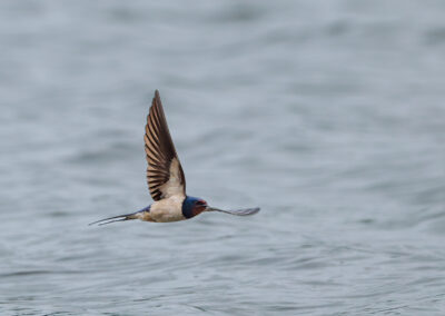 Die Rauchschwalbe – Vogelfoto von Stefan Berghoff, Bild 8