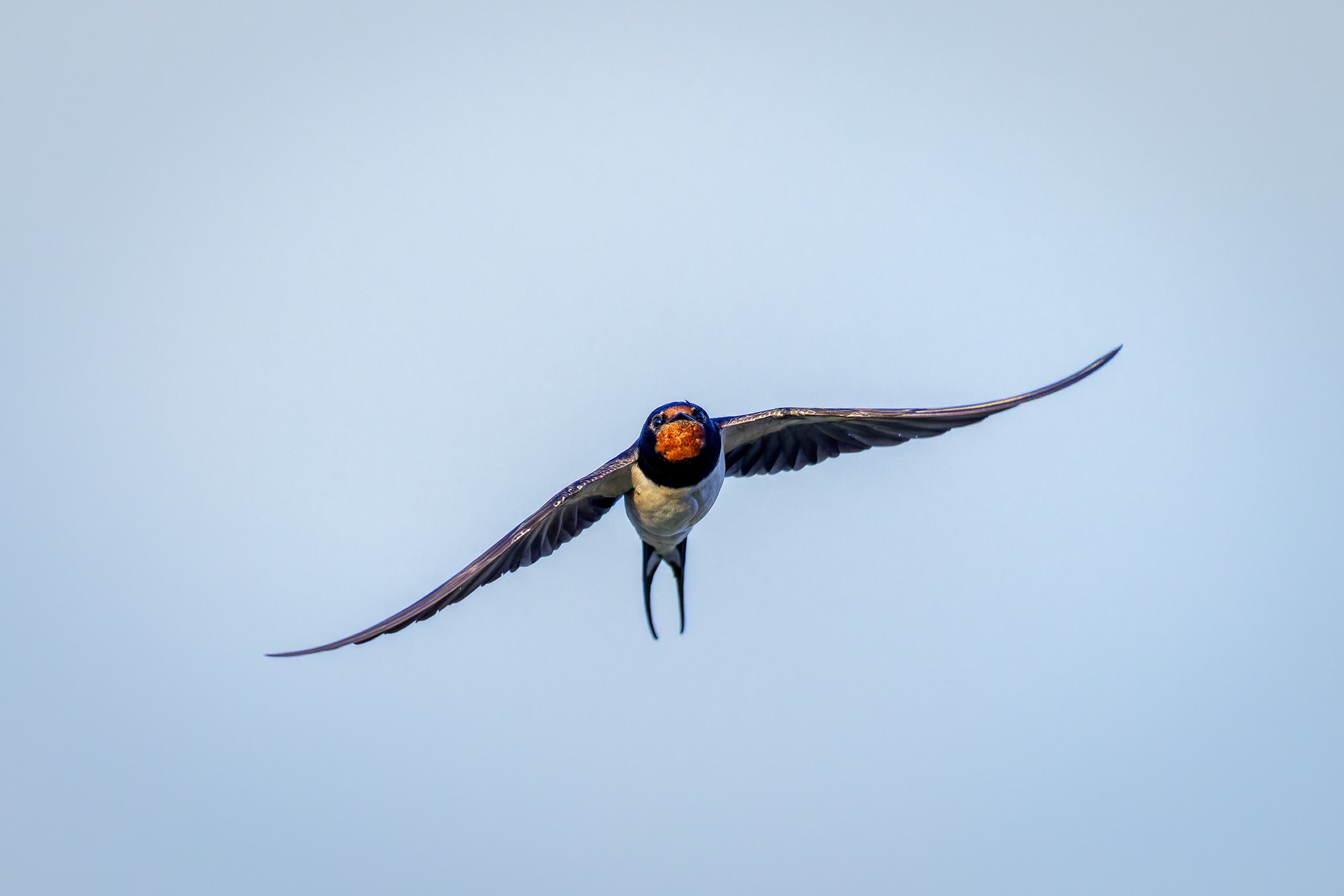R5II9268-DxO_DeepPRIME XD2s Die Rauchschwalbe (Hirundo rustica) – weiteres Foto von Stefan Berghoff