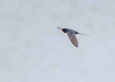 Die Rauchschwalbe – Vogelfoto von Stefan Berghoff, Bild 7
