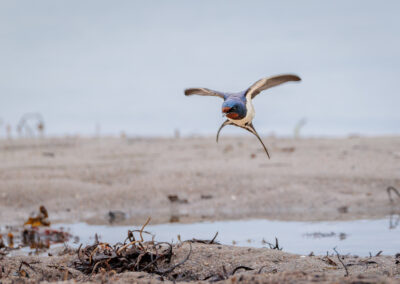 Die Rauchschwalbe – Vogelfoto von Stefan Berghoff, Bild 6