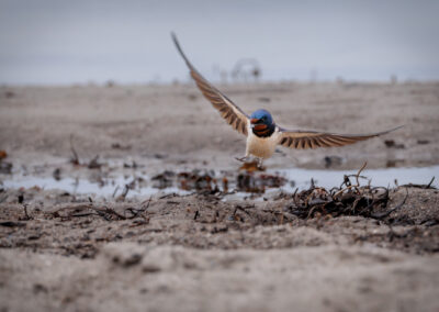 Die Rauchschwalbe – Vogelfoto von Stefan Berghoff, Bild 2