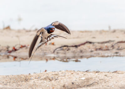 Die Rauchschwalbe – Vogelfoto von Stefan Berghoff, Bild 1