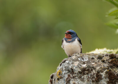 Die Rauchschwalbe – Vogelfoto von Stefan Berghoff, Bild 5