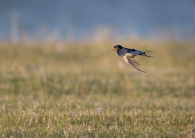 Die Rauchschwalbe – Vogelfoto von Stefan Berghoff, Bild 21