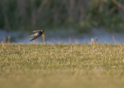 Die Rauchschwalbe – Vogelfoto von Stefan Berghoff, Bild 20