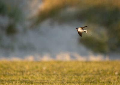 Die Rauchschwalbe – Vogelfoto von Stefan Berghoff, Bild 4