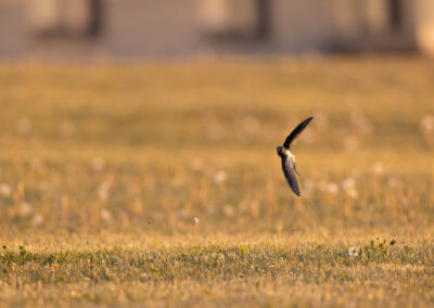 Die Rauchschwalbe – Vogelfoto von Stefan Berghoff, Bild 19