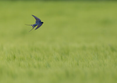 Die Rauchschwalbe – Vogelfoto von Stefan Berghoff, Bild 18