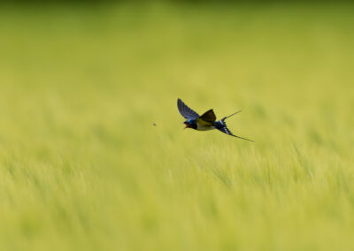 Die Rauchschwalbe – Vogelfoto von Stefan Berghoff, Bild 3