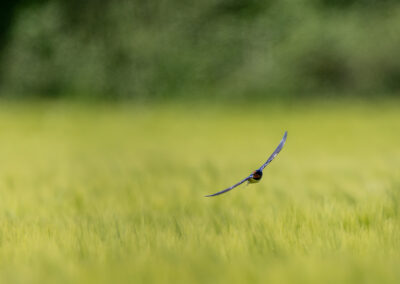 Die Rauchschwalbe – Vogelfoto von Stefan Berghoff, Bild 17