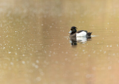 Die Reiherente – Vogelfoto von Stefan Berghoff, Bild 9