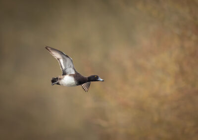 Die Reiherente – Vogelfoto von Stefan Berghoff, Bild 8
