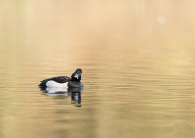 Die Reiherente – Vogelfoto von Stefan Berghoff, Bild 6