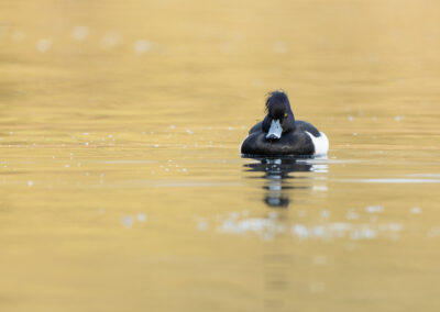 Die Reiherente – Vogelfoto von Stefan Berghoff, Bild 5