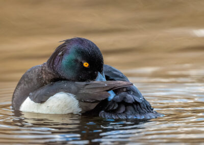 Die Reiherente – Vogelfoto von Stefan Berghoff, Bild 2
