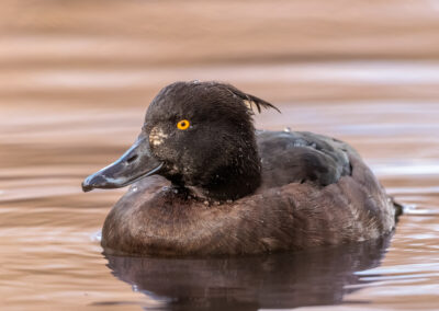 Die Reiherente – Vogelfoto von Stefan Berghoff, Bild 1