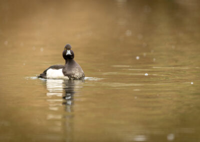 Die Reiherente – Vogelfoto von Stefan Berghoff, Bild 14