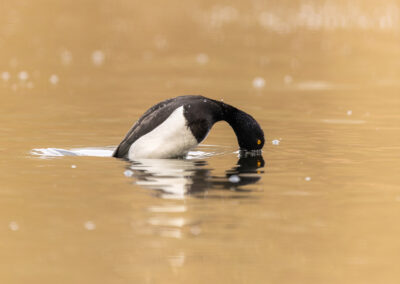 Die Reiherente – Vogelfoto von Stefan Berghoff, Bild 13