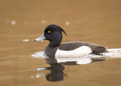 Die Reiherente – Vogelfoto von Stefan Berghoff, Bild 12