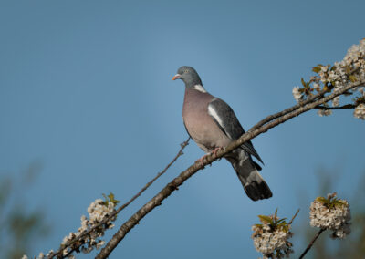 Die Ringeltaube – Vogelfoto von Stefan Berghoff, Bild 2