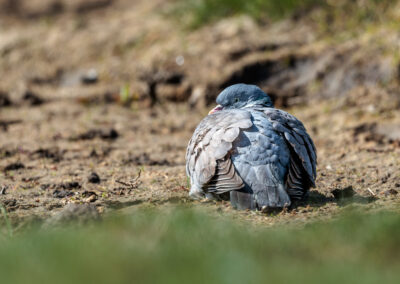 Die Ringeltaube – Vogelfoto von Stefan Berghoff, Bild 1