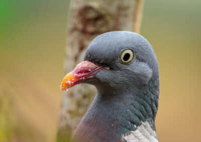 Die Ringeltaube – Vogelfoto von Stefan Berghoff, Bild 3