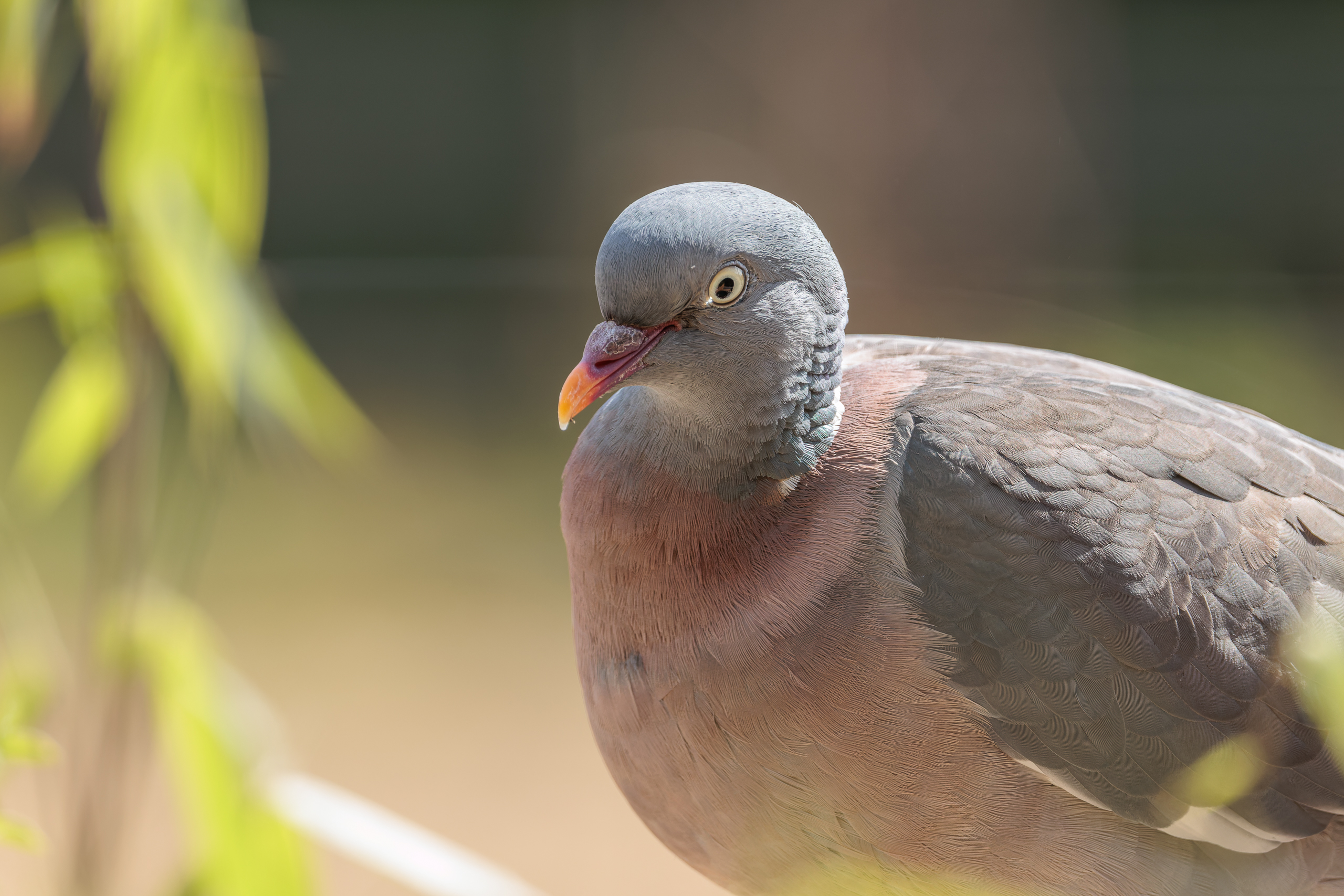 R5II9268-DxO_DeepPRIME XD2s Die Ringeltaube (Columba palumbus) – weiteres Foto von Stefan Berghoff