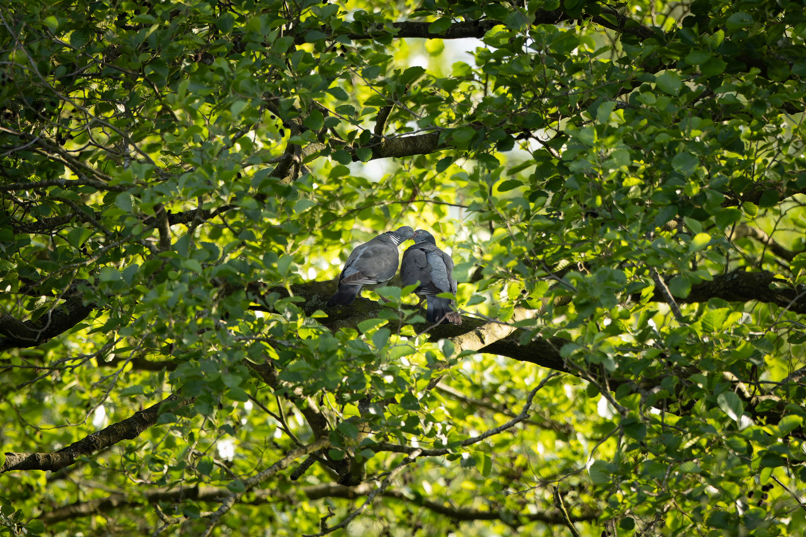 R5II9389-DxO_DeepPRIME XD2s Die Ringeltaube (Columba palumbus) – Vogelfoto von Stefan Berghoff