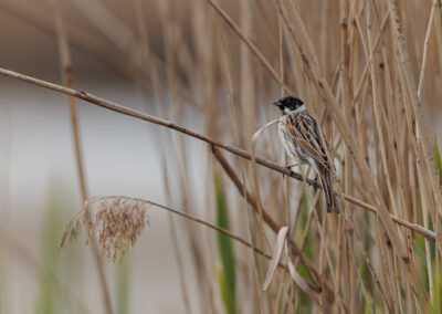 Die Rohrammer – Vogelfoto von Stefan Berghoff, Bild 2