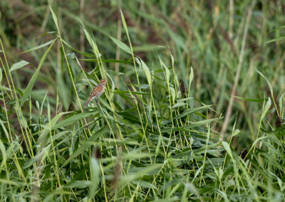 Die Rohrammer – Vogelfoto von Stefan Berghoff, Bild 6