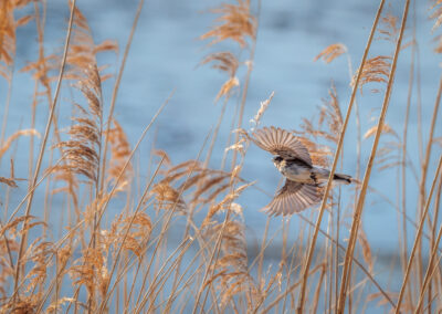 Die Rohrammer – Vogelfoto von Stefan Berghoff, Bild 1