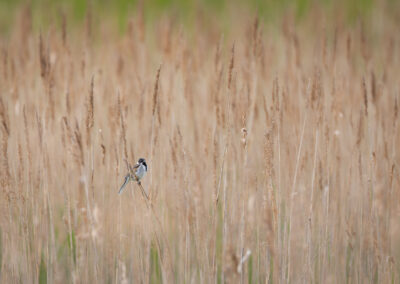 Die Rohrammer – Vogelfoto von Stefan Berghoff, Bild 7