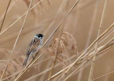 Die Rohrammer – Vogelfoto von Stefan Berghoff, Bild 5