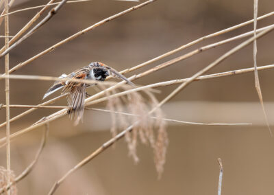 Die Rohrammer – Vogelfoto von Stefan Berghoff, Bild 4