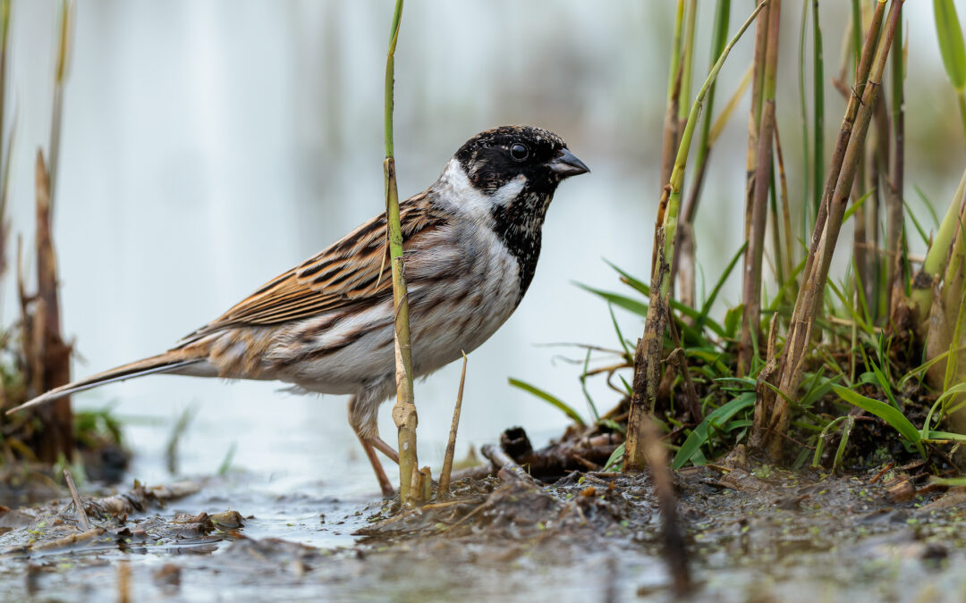 Die Rohrammer (Emberiza schoeniclus) – Vogelfoto von Stefan Berghoff