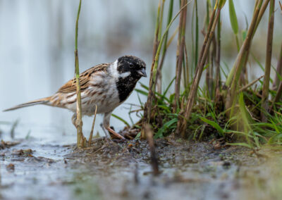 Die Rohrammer – Vogelfoto von Stefan Berghoff, Bild 3