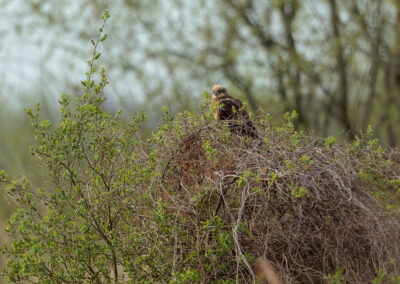 Die Rohrweihe – Vogelfoto von Stefan Berghoff, Bild 5