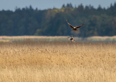 Die Rohrweihe – Vogelfoto von Stefan Berghoff, Bild 4