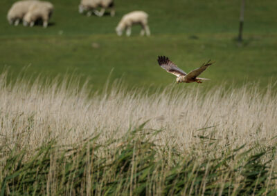 Die Rohrweihe – Vogelfoto von Stefan Berghoff, Bild 3