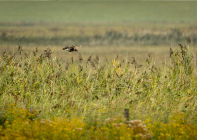 Die Rohrweihe – Vogelfoto von Stefan Berghoff, Bild 9