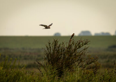 Die Rohrweihe – Vogelfoto von Stefan Berghoff, Bild 1